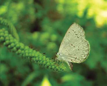 Appalachian Azure