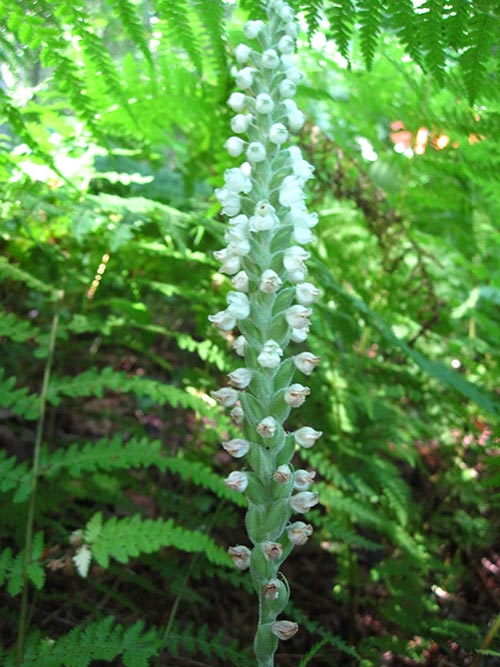 Biasiolli Downy Rattlesnake Plantain