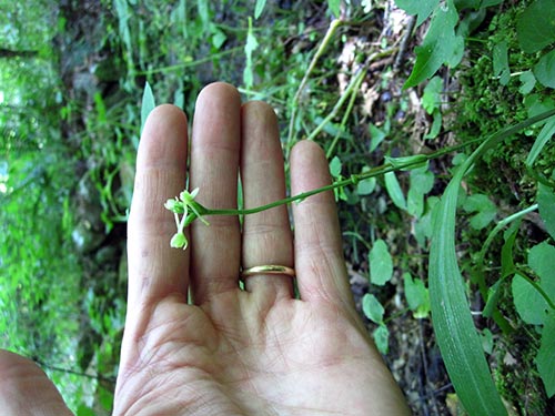 Biasiolli Wood Orchid