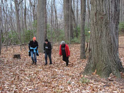 Walking the upper forest on Long Mountain