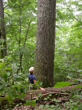 Bob Gilvary and a very Old Northern Red Oak