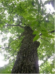 Northern Red Oak