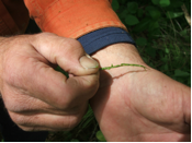 Garlic mustard seeds