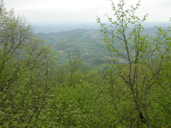 Northern view from the highest point in the forest