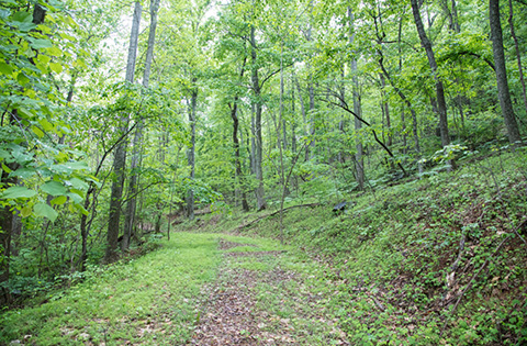 Sunshine 500-Year Forest