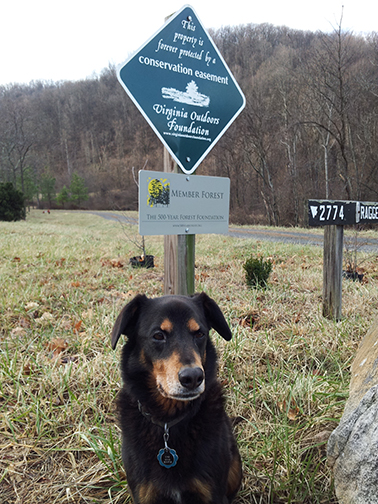 Forest sign and Dog named Uno