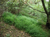 Japanese Stilt Grass