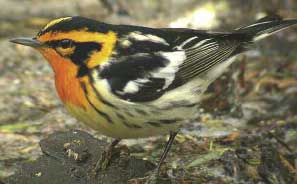 Blackburnian Warbler... Photo by Mike McDowell