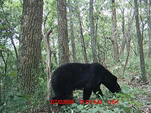 black bear