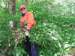 Dale Fields and an armful of garlic mustard