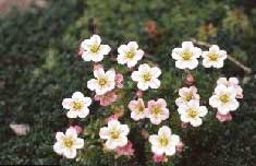 Golden-eyeSaxafrage, one of the rare plants in this forest