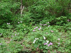 Wildflowers protected from deer by fencing