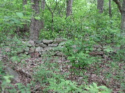 Rock foundation of an old farm house enveloped by forest