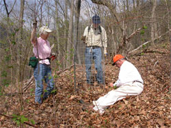 Jean and Hal Kolb standing and Ted Harris sitting setting a wire cage around an oak seedling