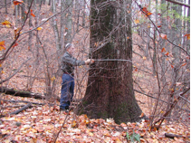 Hal measuring a tulip poplar